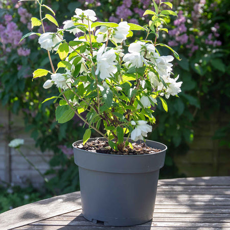 Philadelphus 'Snowbelle'