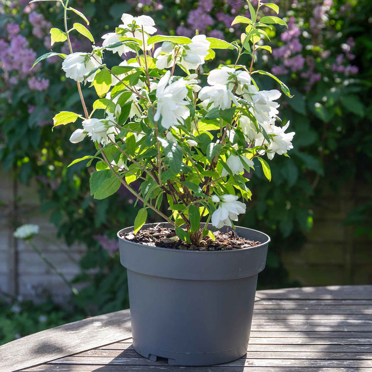 Philadelphus 'Snowbelle'