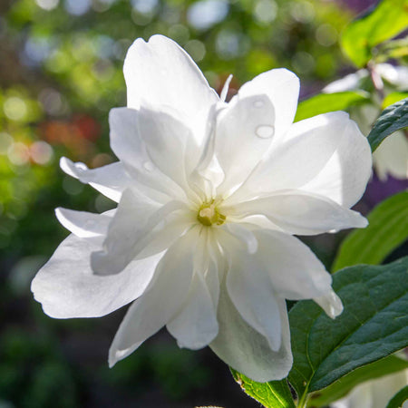 Philadelphus 'Snowbelle'