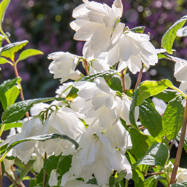 Philadelphus 'Snowbelle'