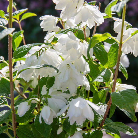 Philadelphus 'Snowbelle'