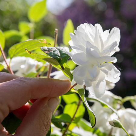 Philadelphus 'Snowbelle'