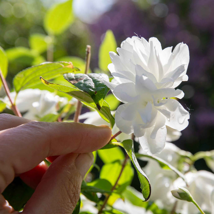 Philadelphus 'Snowbelle'