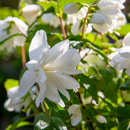 Philadelphus 'Snowbelle'