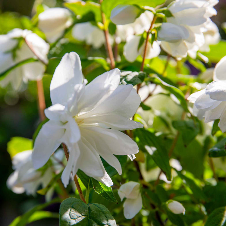 Philadelphus 'Snowbelle'