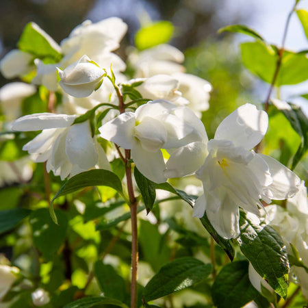Philadelphus 'Snowbelle'