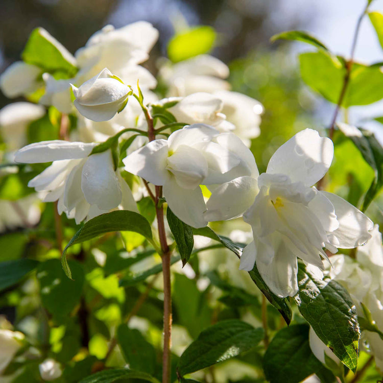 Philadelphus 'Snowbelle'