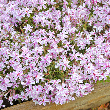 Phlox Collection