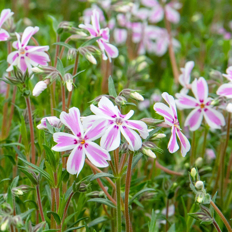 Phlox Plant 'Candy Stripe'