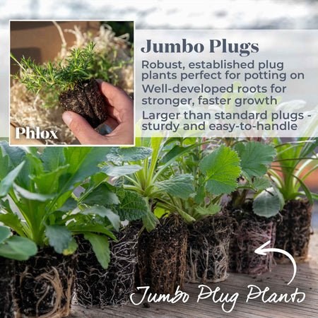 Phlox Plant 'Candy Stripe'