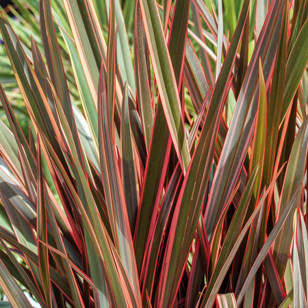 Phormium 'Maori Queen'