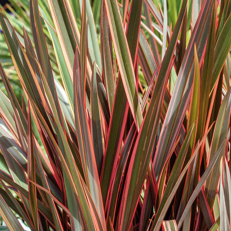 Phormium 'Maori Queen'