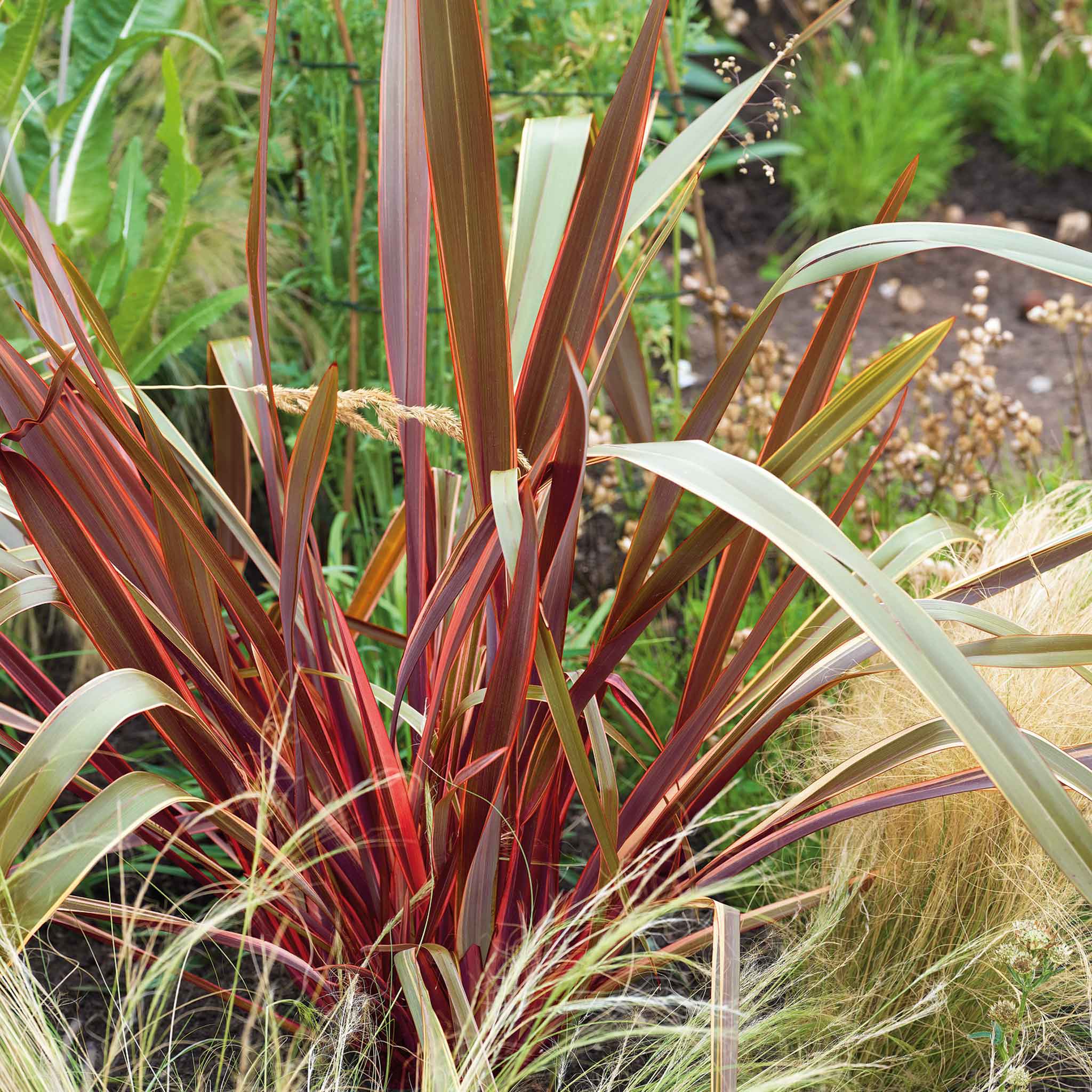 Phormium Maori Queen