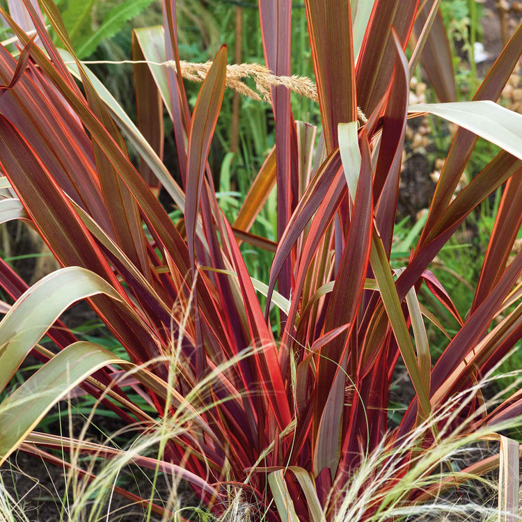 Phormium 'Maori Queen'