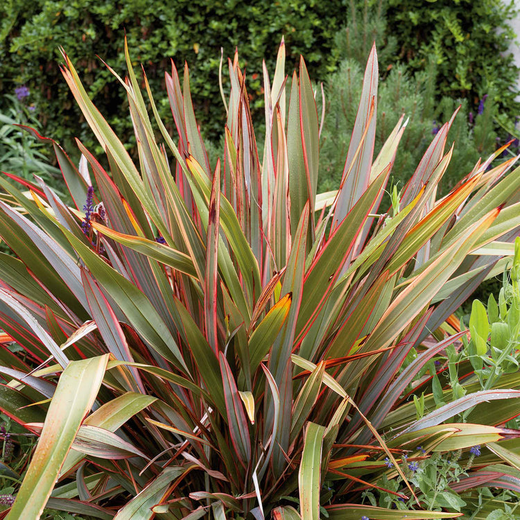 Phormium 'Maori Queen'