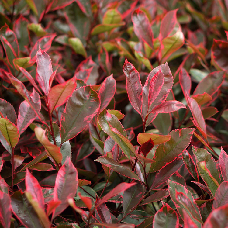 Photinia x fraseri 'Louise'
