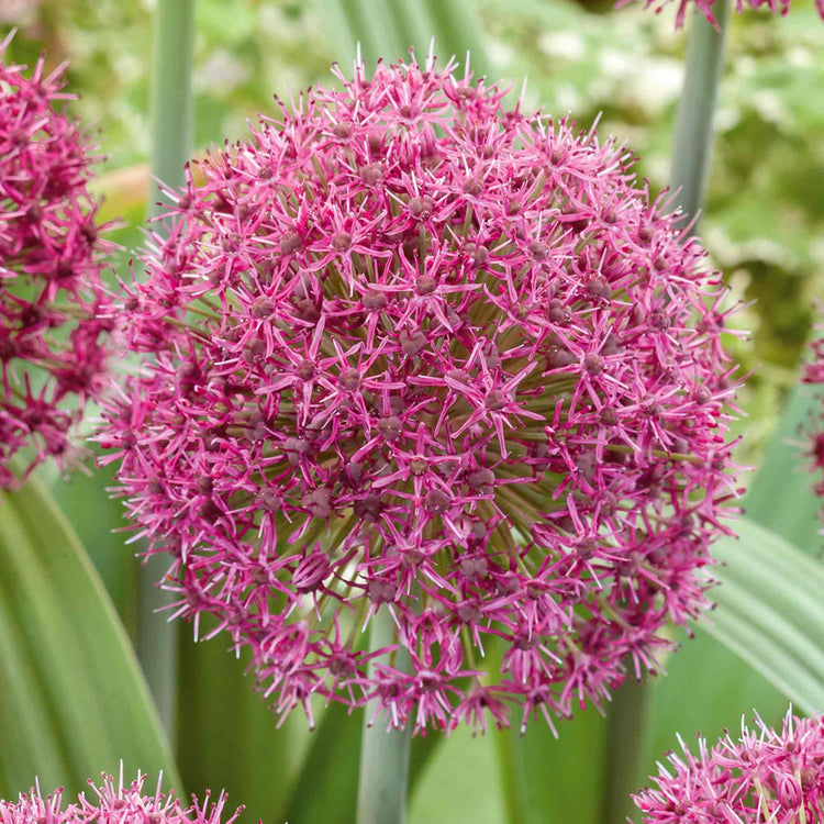 Allium Bulb 'Ostara'