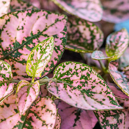Polka Dot Plant Seeds