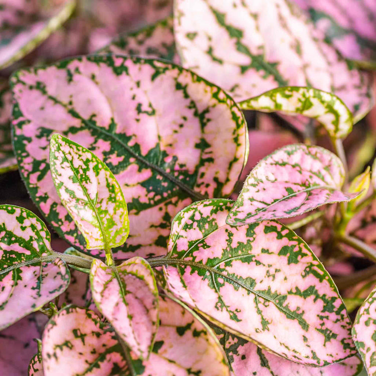 Polka Dot Plant Seeds
