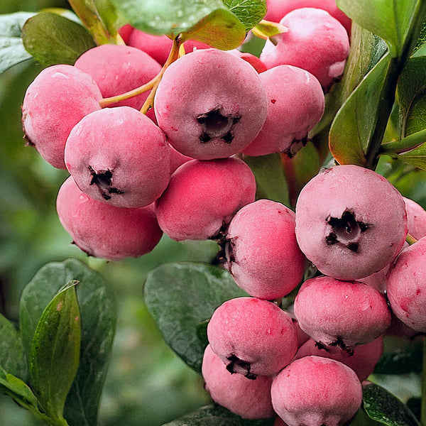 Blueberry 'Pink Berry'