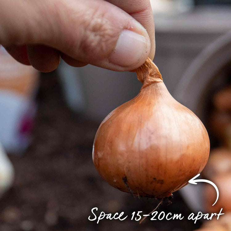 Shallot Sets 'Red Sun'