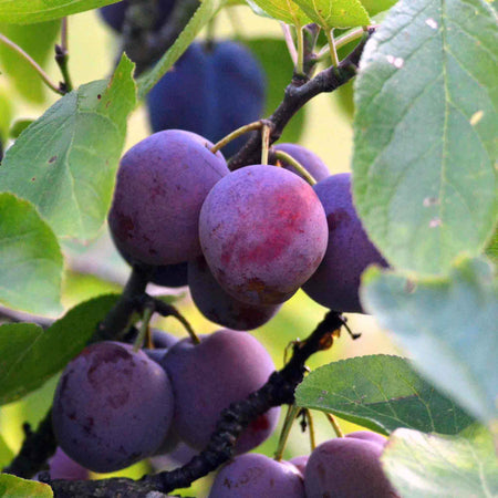 Plum Duo 'Victoria' & 'Czar'