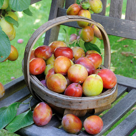 Orchard Collection
