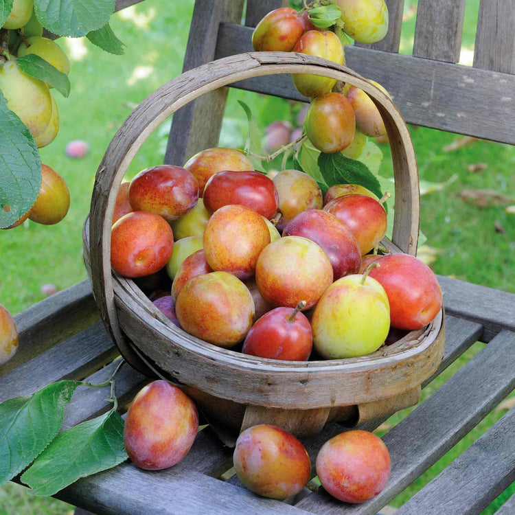 Plum Twin Tree 'Victoria & Hauwszwetsche'