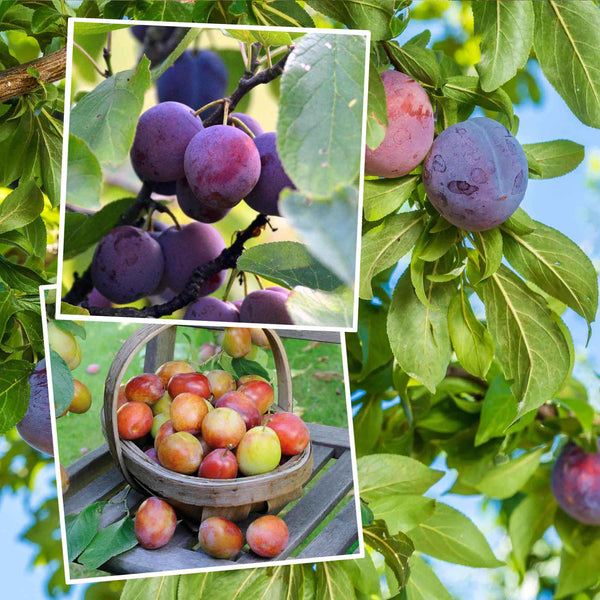 Plum Duo 'Victoria' & 'Czar'