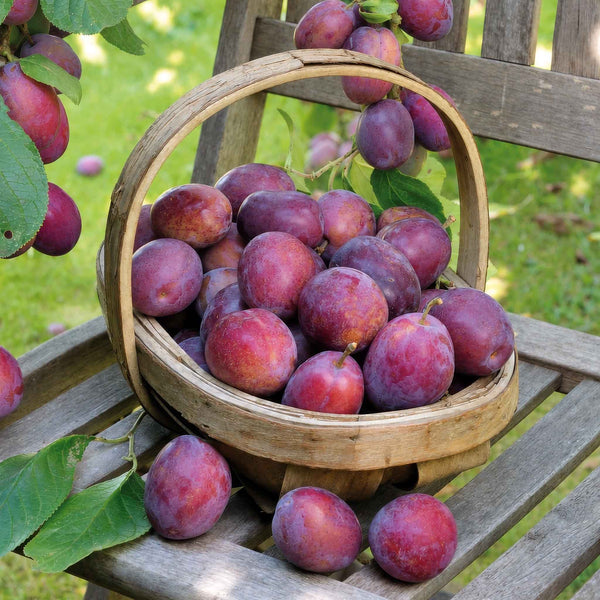 Plum 'Victoria'