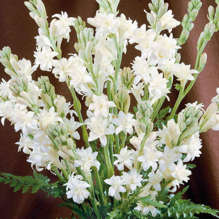 Polianthes Tuberosa 'The Pearl'