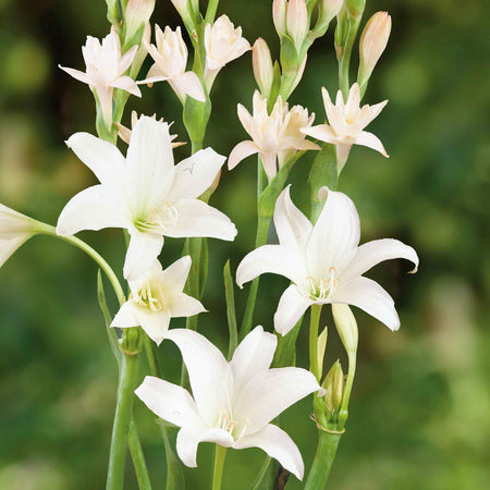 Polianthes Tuberosa 'The Pearl'