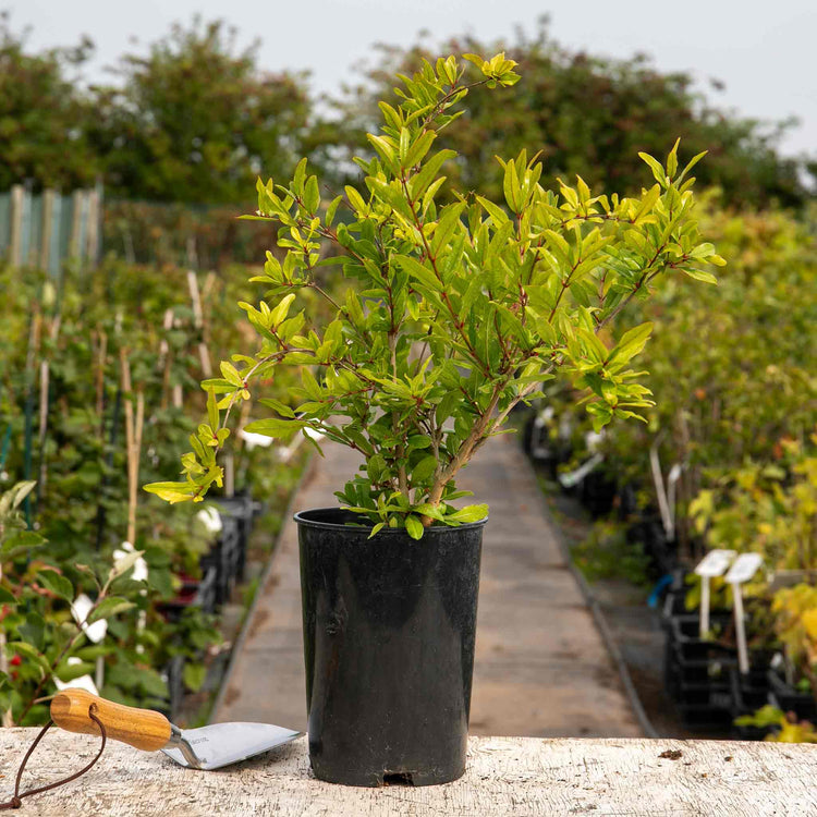 Pomegranate Tree