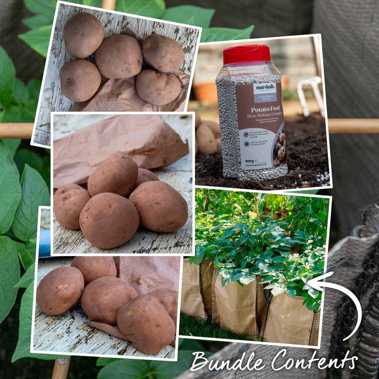 The All Season Patio Seed Potato Kit