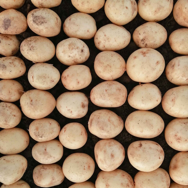 Seed Potato 'Caledonian Pearl'