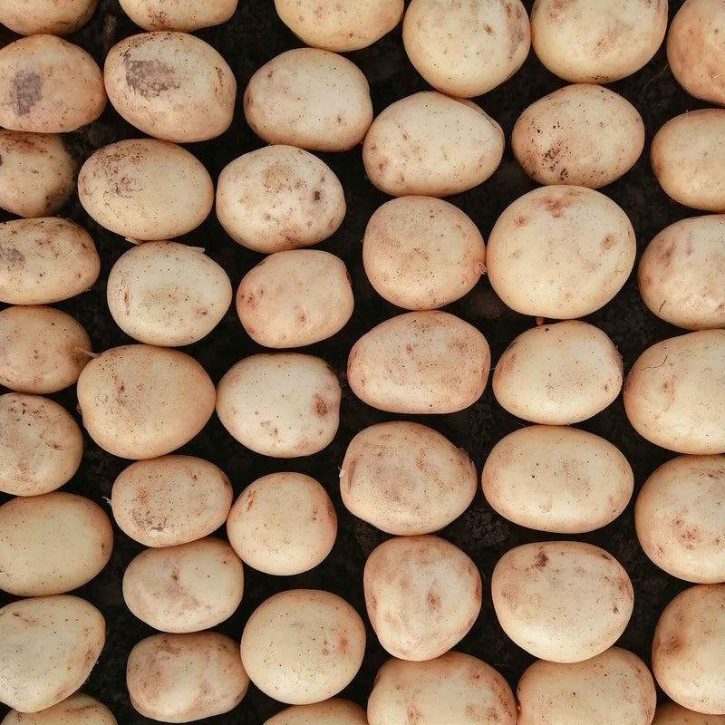 Seed Potato 'Caledonian Pearl'