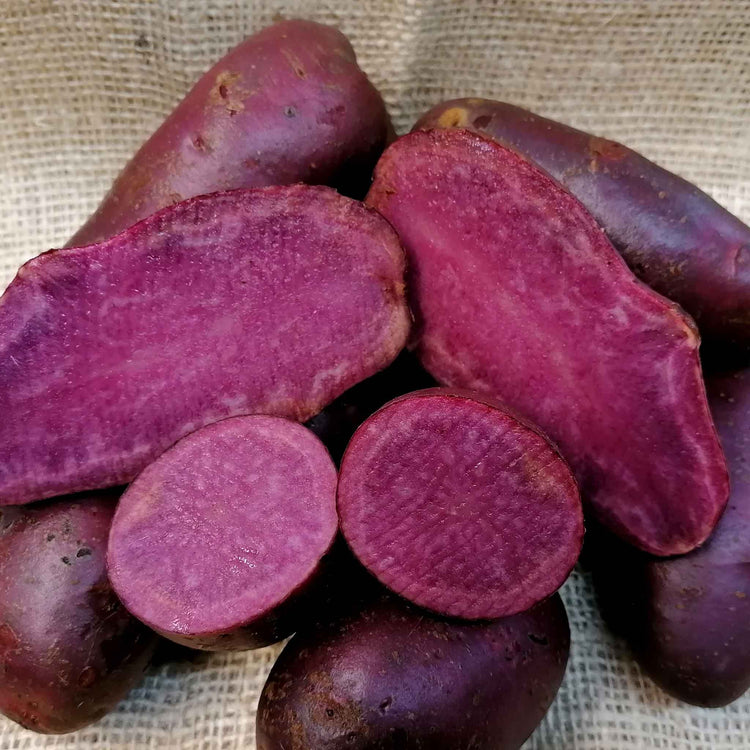Seed Potato 'Artisan Collection'