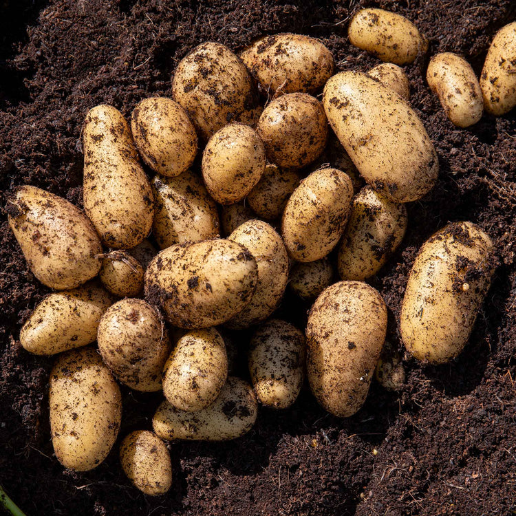 Seed Potato 'Nicola'