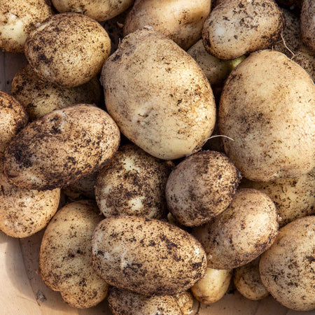 Seed Potato 'Nicola'