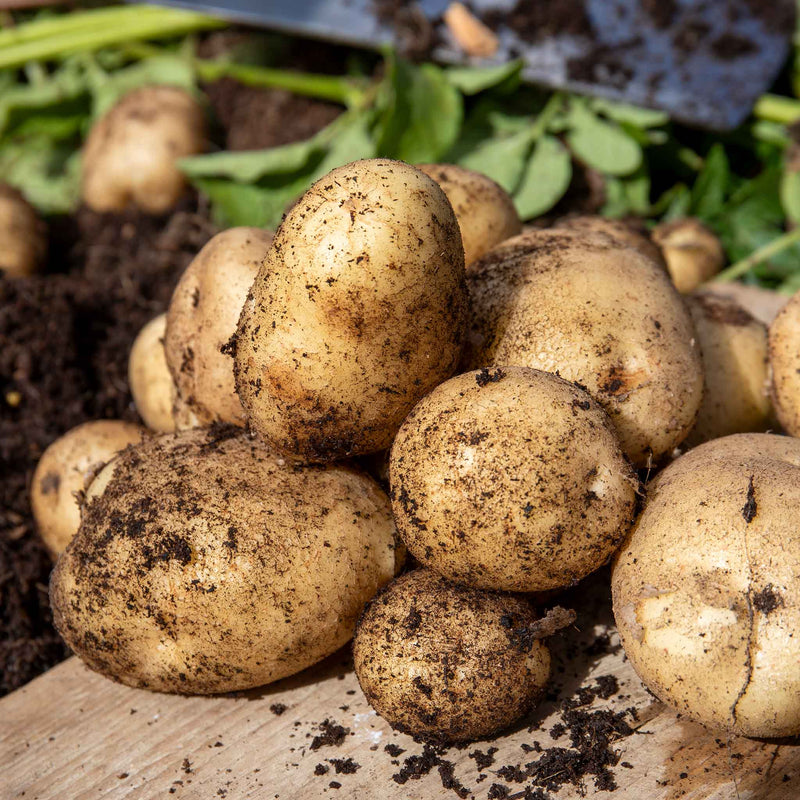 Seed Potato 'Nicola'