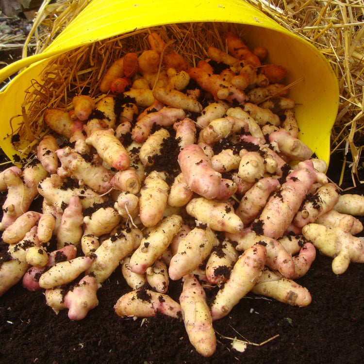 Seed Potato 'Artisan Collection'