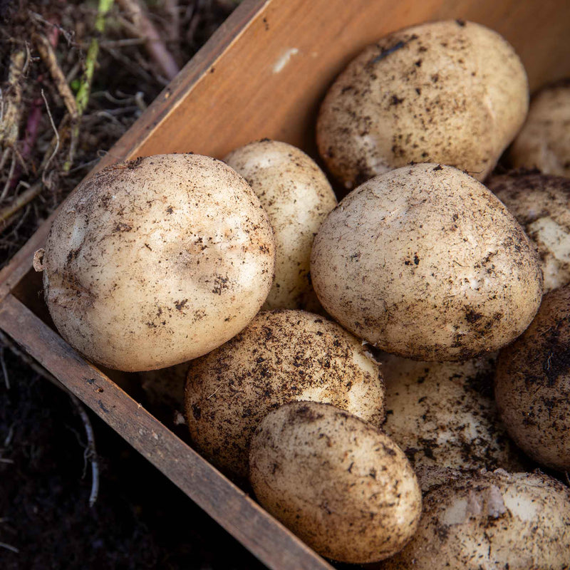 Seed Potato 'Sharpe's Express'