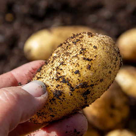 Seed Potato 'Swift'