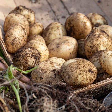 Seed Potato 'Swift' Grow Kit