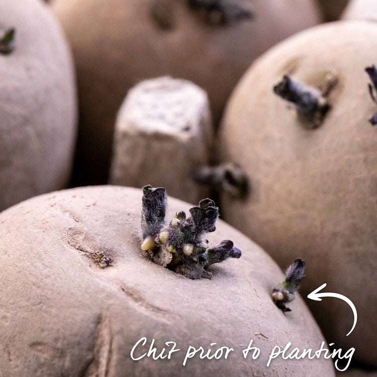 Seed Potato 'Charlotte'