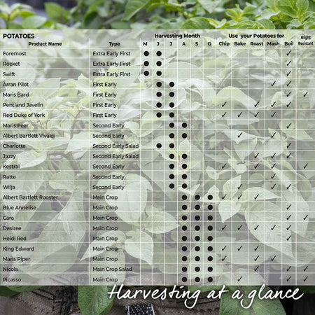 Seed Potato 'Sharpe's Express'