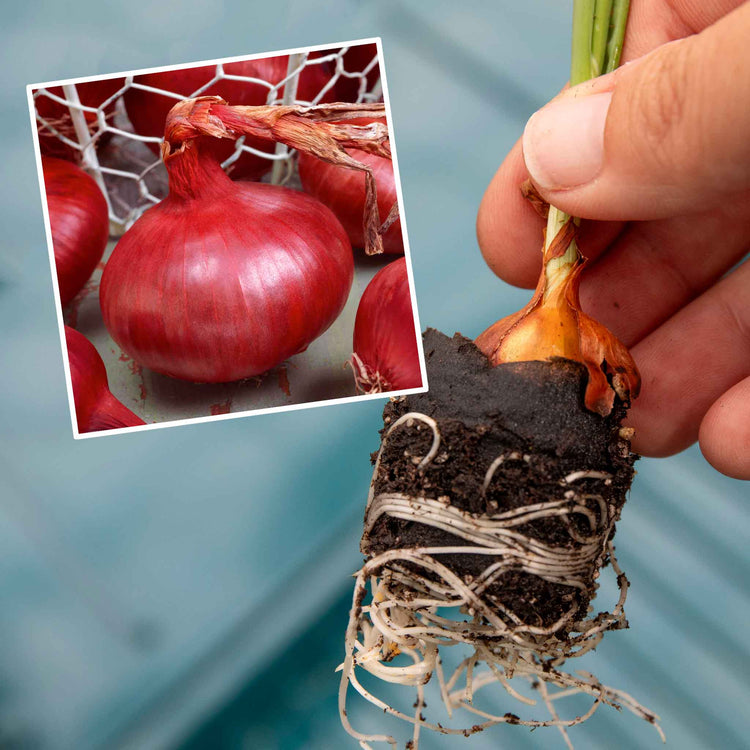 Autumn Planting Pre-Rooted Onion 'Red Baron'