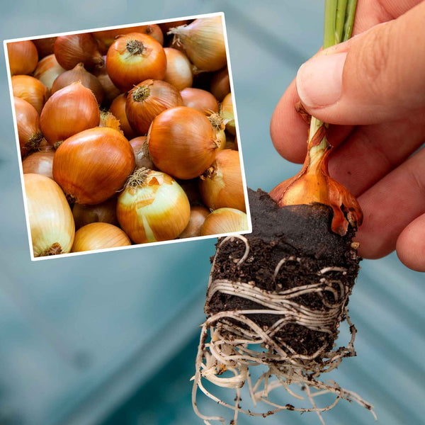 Pre-rooted Onion ‘Corrado’ (Spring Planting)