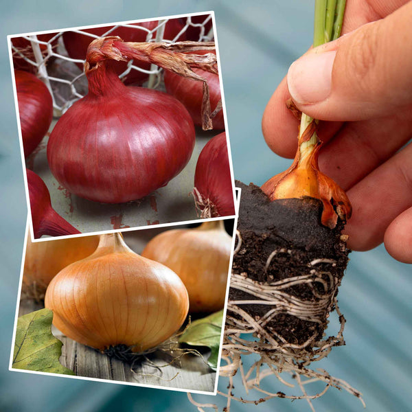 Pre-rooted Red & Yellow Onion Duo (Spring Planting)