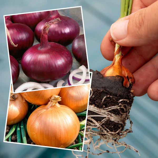 Pre-rooted Onion Mix – Bolt Resistant (Spring Planting)